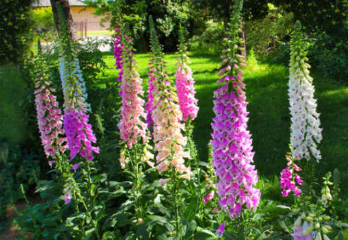 FOXGLOVE DWARF FOXY MIX - 200 Seeds