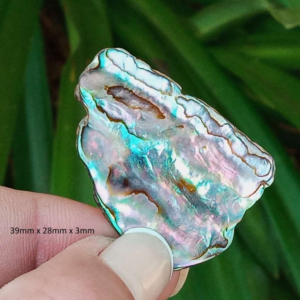Paua Shell, ormer, abalone, Haliotidae, Haliotis iris, mother-of-pearl- New Zealand - random pick