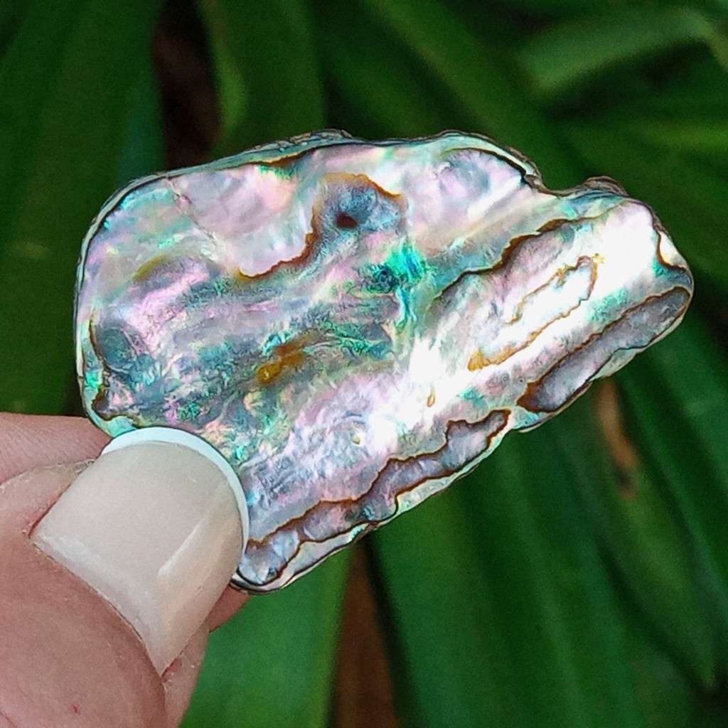 Paua Shell, ormer, abalone, Haliotidae, Haliotis iris, mother-of-pearl- New Zealand - random pick