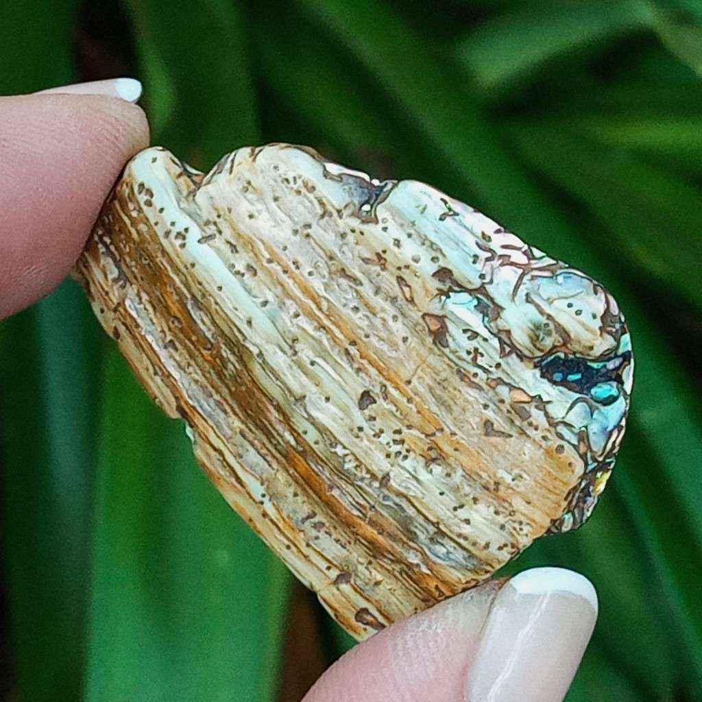 Paua Shell, ormer, abalone, Haliotidae, Haliotis iris, mother-of-pearl- New Zealand - random pick