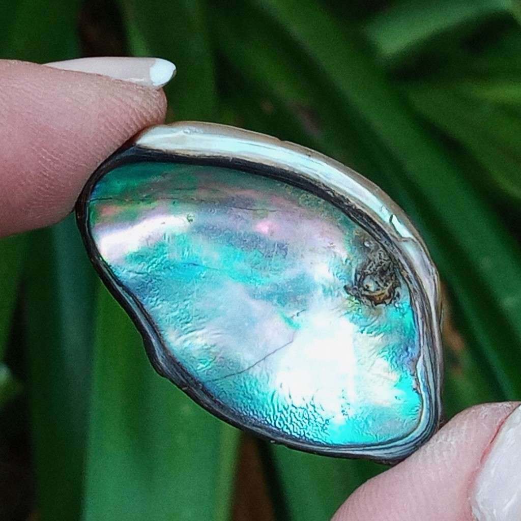 Paua Shell, ormer, abalone, Haliotidae, Haliotis iris, mother-of-pearl- New Zealand - random pick