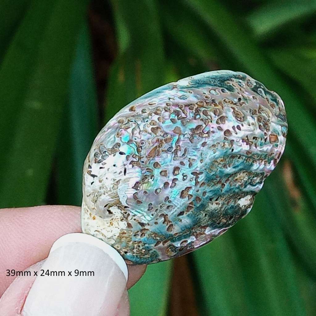 Paua Shell, ormer, abalone, Haliotidae, Haliotis iris, mother-of-pearl- New Zealand - random pick