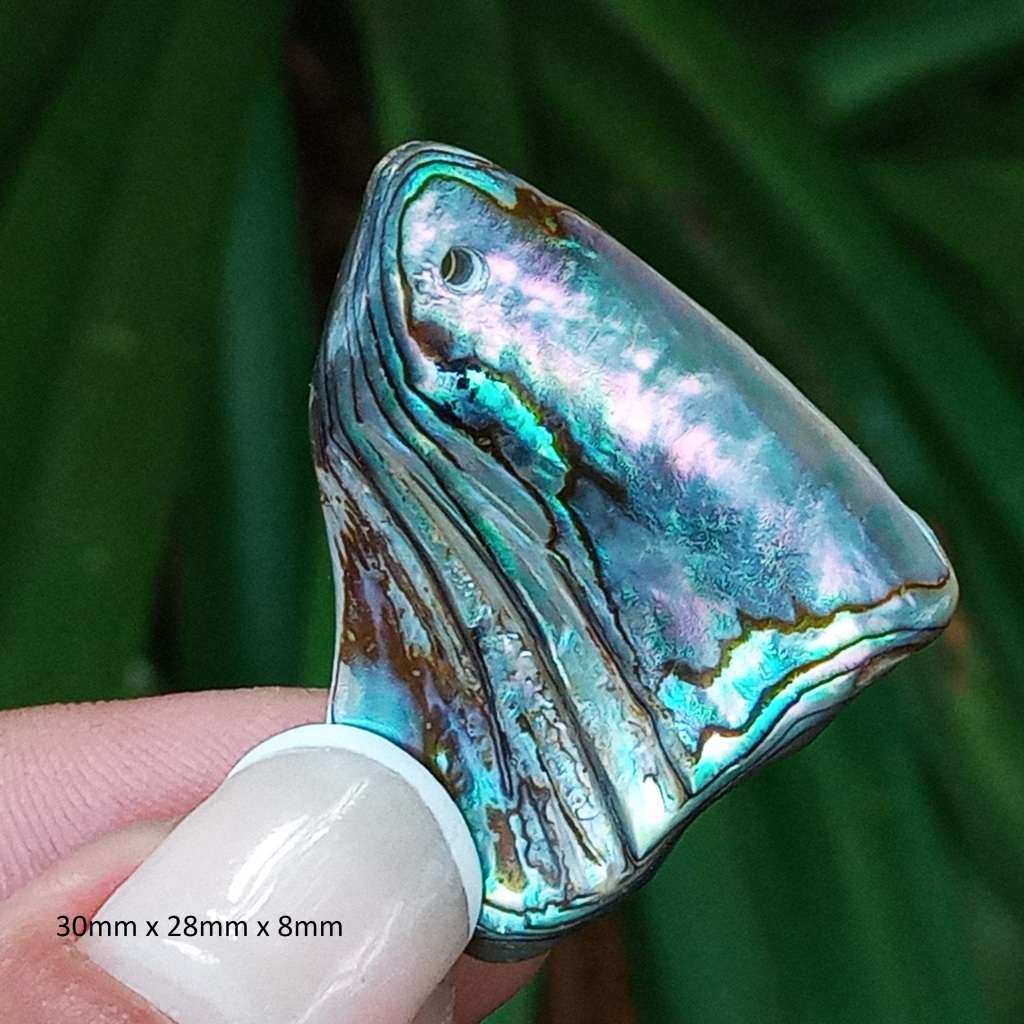 Paua Shell, ormer, abalone, Haliotidae, Haliotis iris, mother-of-pearl- New Zealand - random pick