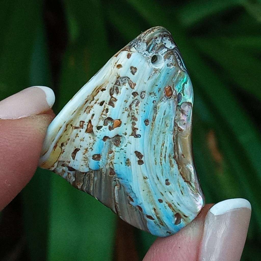 Paua Shell, ormer, abalone, Haliotidae, Haliotis iris, mother-of-pearl- New Zealand - random pick