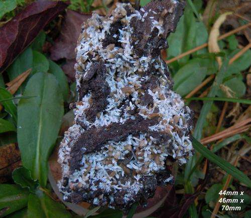 Kalahari manganese fields olmiite and celestine crystals on matrix-south africa-93g