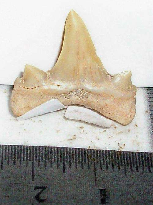 Fossil lamna shark tooth-morocco-3g