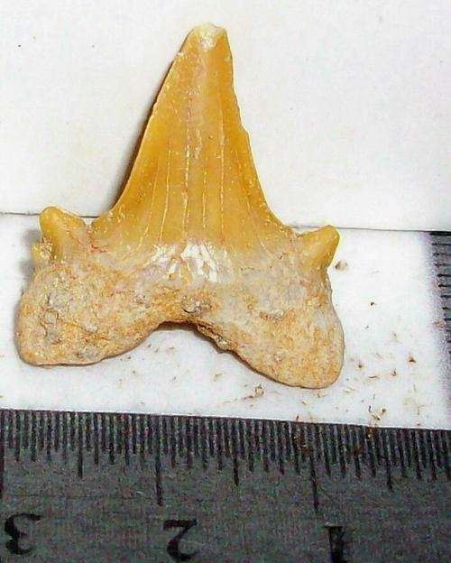 Fossil lamna shark tooth-morocco-3g