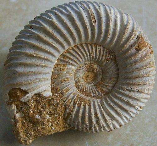 Fossil ammonite-cretaceaus-madagaskar-28g