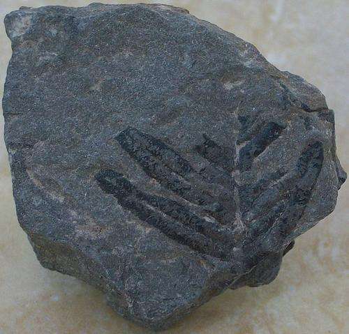 Fossil flora-usa-11g