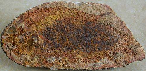 Fossil fish-brazil-36g
