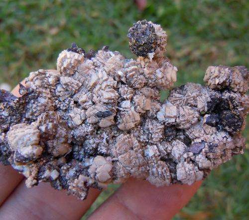 Kalahari manganese fields olmiite crystal cluster-south africa-25g