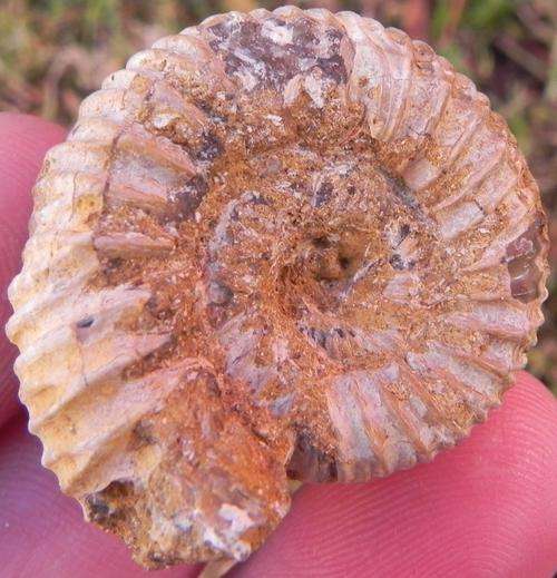 Fossil ammonite-cretaceaus era-madagaskar-27g