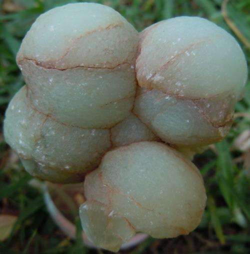 Orange river prehnite crystal cluster-south africa-46g