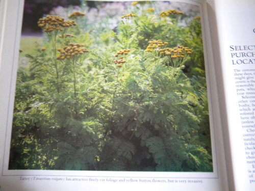 HERBS  Gardener`s Guide  by Jane Courtier