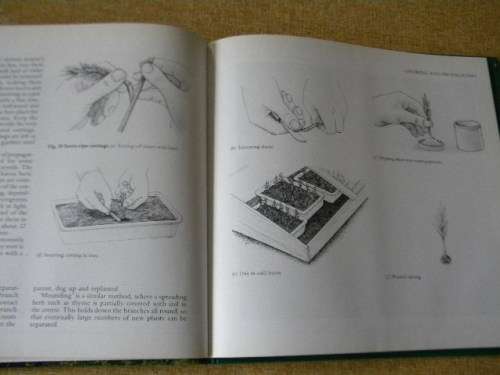 HERBS  Gardener`s Guide  by Jane Courtier