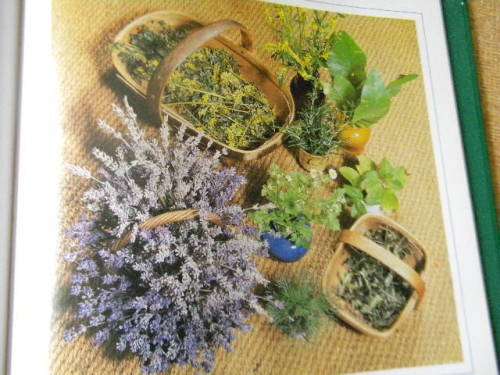 HERBS  Gardener`s Guide  by Jane Courtier