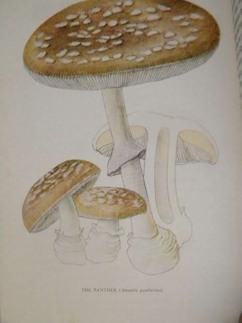 SOME SOUTH AFRICAN EDIBLE AND POISONOUS & INEDIBLE FUNGI  by E.L. Stephens & M.M. Kidd
