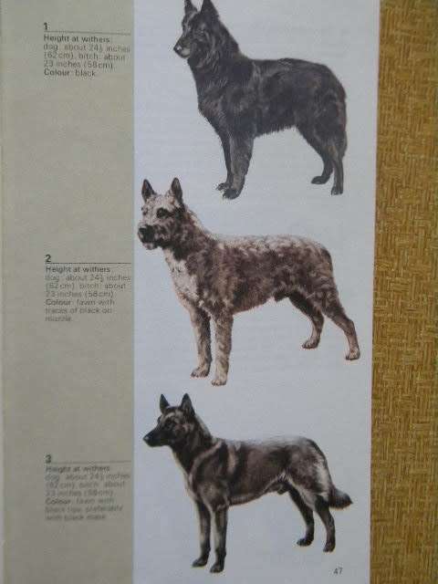 THE HAMLYN GUIDE TO DOGS  Consultant Editor H. Glover  Illustrations: K. van den Broede