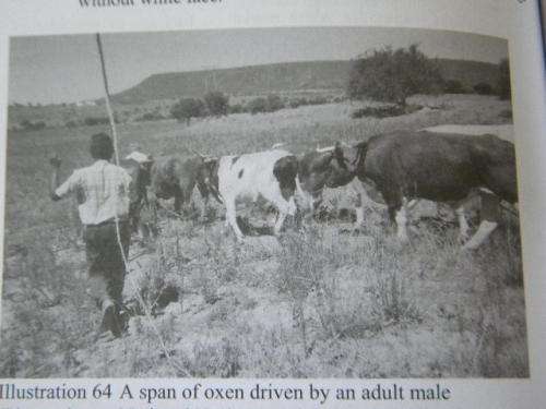 INTRODUCTION TO XHOSA CULTURE  by P. T. Mtuze