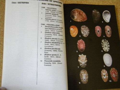 THE SEA SHELLS OF JEFFREYS BAY  by Douw G. Steyn & Elize J. Steyn