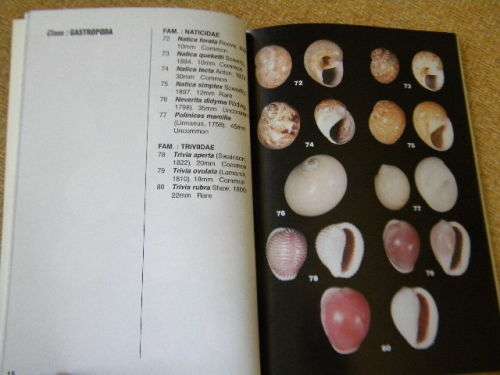 THE SEA SHELLS OF JEFFREYS BAY  by Douw G. Steyn & Elize J. Steyn