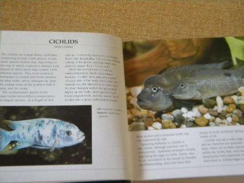 500 FRESHWATER AQUARIUM FISH  by Greg Jennings