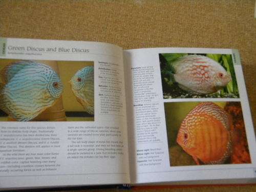 500 FRESHWATER AQUARIUM FISH  by Greg Jennings