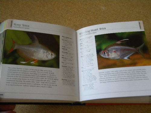 500 FRESHWATER AQUARIUM FISH  by Greg Jennings