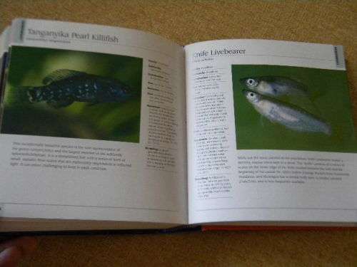 500 FRESHWATER AQUARIUM FISH  by Greg Jennings