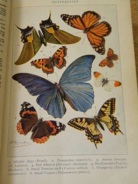 BLACKIE`S STANDARD DICTIONARY AND BLACKIES POCKET DICTIONARY  (Collectables)