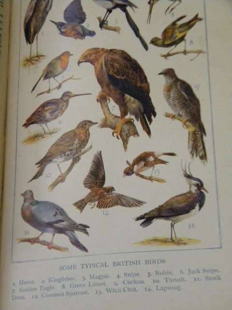 BLACKIE`S STANDARD DICTIONARY AND BLACKIES POCKET DICTIONARY  (Collectables)