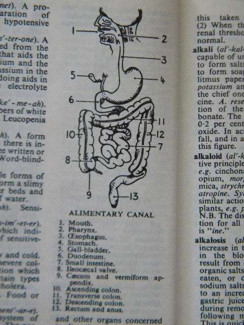 BAILLIERE'S NURSES' DICTIONARY  by Barbara F. Cape