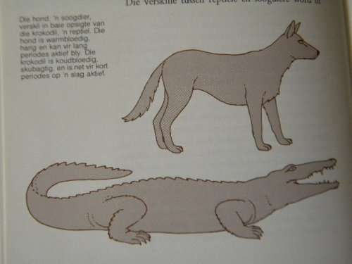 FOSSIELREPTIELE  VAN DIE SUID-AFRIKAANSE KAROO  deur M. A. Clover