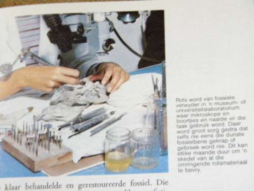 FOSSIELREPTIELE  VAN DIE SUID-AFRIKAANSE KAROO  deur M. A. Clover