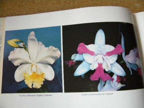 HOME ORCHID GROWING (Third edition)  by Rebecca Tyson Northen