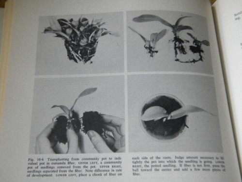 HOME ORCHID GROWING (Third edition)  by Rebecca Tyson Northen