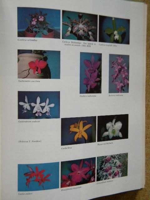 HOME ORCHID GROWING (Third edition)  by Rebecca Tyson Northen