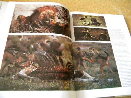 ETOSHA Life Death On An African Plain by Mitch Margot reardOn