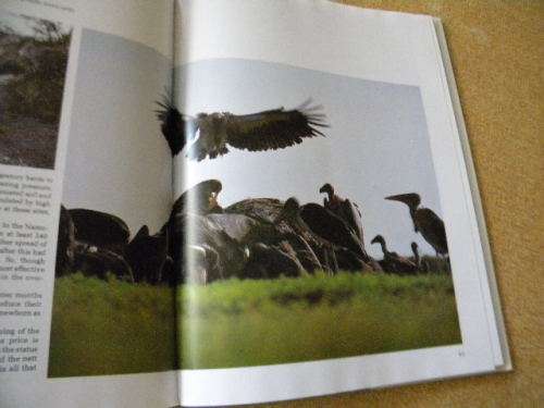 ETOSHA Life Death On An African Plain by Mitch Margot reardOn