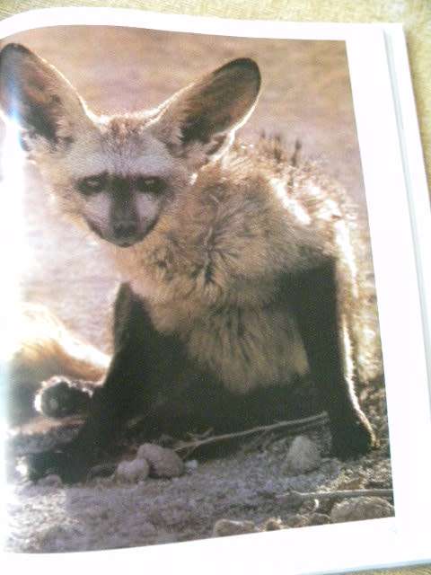 ETOSHA Life Death On An African Plain by Mitch Margot reardOn