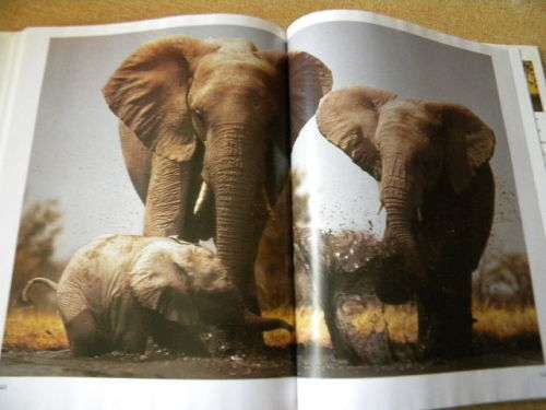 ETOSHA Life Death On An African Plain by Mitch Margot reardOn