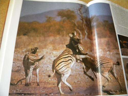 ETOSHA Life Death On An African Plain by Mitch Margot reardOn