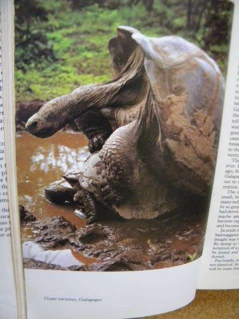 LIFE ON EARTH by David Attenborough