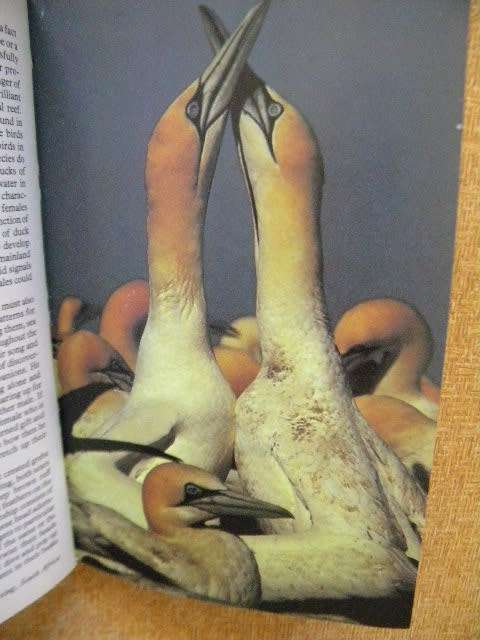 LIFE ON EARTH by David Attenborough