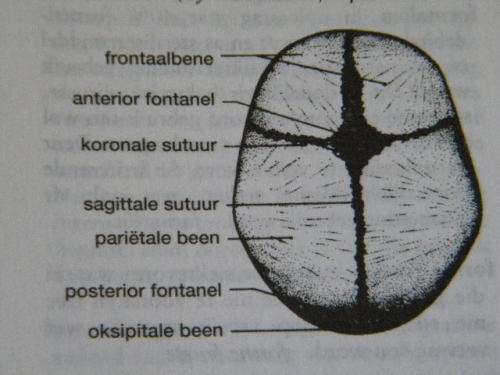 MEDIESE WOORDEBOEK  Vertalend & Verklarend  Uitgegee deur Oxford University Press