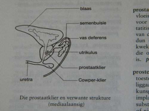 MEDIESE WOORDEBOEK  Vertalend & Verklarend  Uitgegee deur Oxford University Press