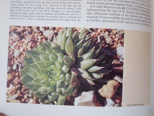 THE GENUS HAWORTHIA   A taxonomic Revision  by Charles L. Scott