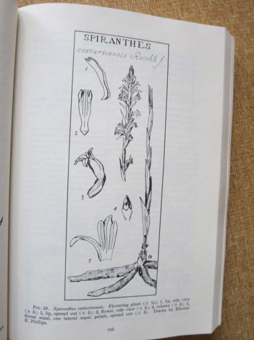 ORCHIDS OF GUATEMALA  AND BELIZE  by Oakes Ames and Donovan Stewart Correll