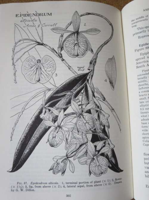 ORCHIDS OF GUATEMALA  AND BELIZE  by Oakes Ames and Donovan Stewart Correll