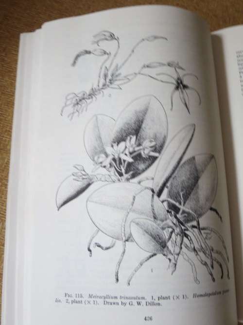 ORCHIDS OF GUATEMALA  AND BELIZE  by Oakes Ames and Donovan Stewart Correll